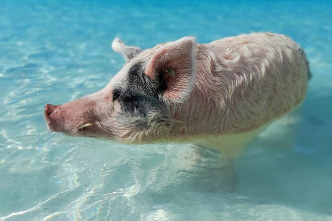 Exuma Island Hopping & Swimming Pigs Tour With Lunch From Nassau - Customer Reviews and Feedback