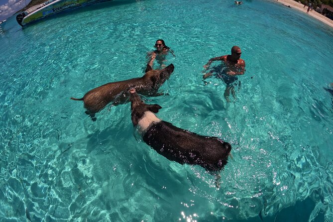 Exuma Island Hopping & Swimming Pigs Tour With Lunch From Nassau - Encountering the Famous Swimming Pigs