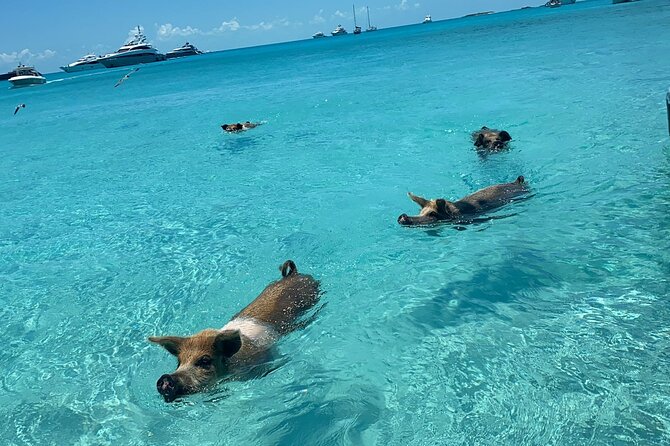 Exuma Powerboat Tour From Nassau With Swimming Pigs - Customer Reviews and Experiences
