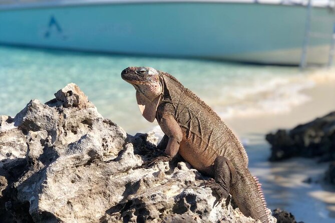 Exuma Powerboat Tour From Nassau With Swimming Pigs - Trip Duration and Pacing