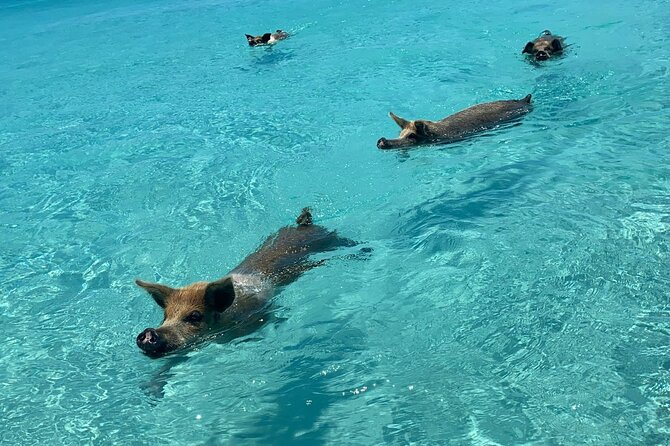 Exuma Powerboat Tour From Nassau With Swimming Pigs - Lunch and Dining Experiences