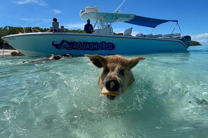Exuma Powerboat Tour From Nassau With Swimming Pigs - Overall Tour Recommendation