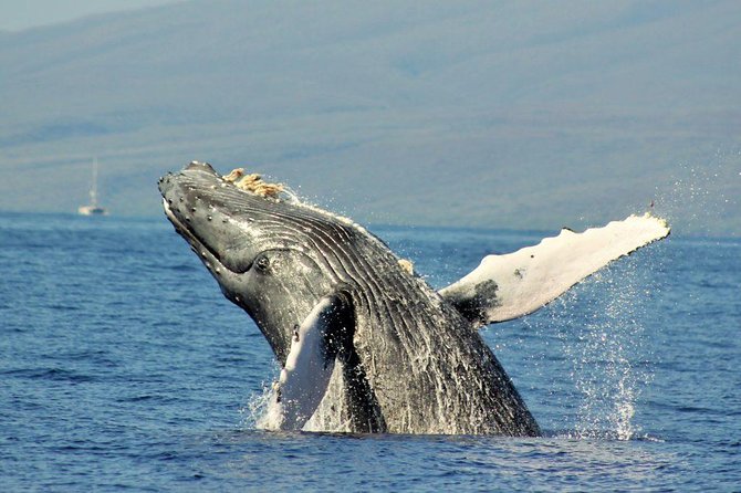 Eye-Level Whale Watching Eco-Raft Tour From Lahaina, Maui - Accessibility and Transportation