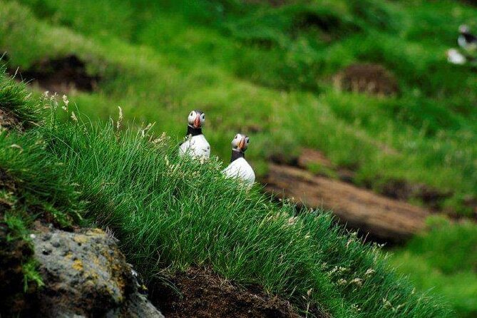 Eyjascooter Puffin Tour in Iceland - Inclusions and Exclusions