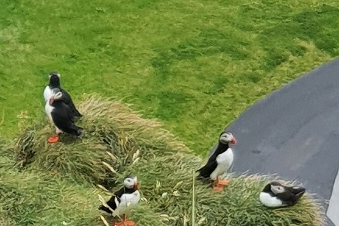 Eyjascooter Puffin Tour in Iceland - Meeting Point and Directions