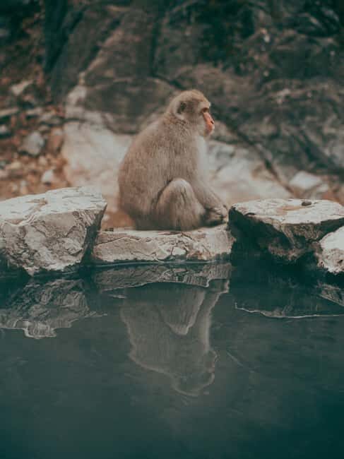 F: Tokyo:Nagano snow monkey/Zenko Ji temple private day tour - Discover the Charm of Japan’s Snow Monkeys and Zenko-ji Temple