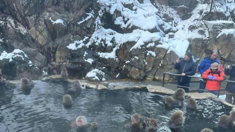 F: Tokyo:Nagano snow monkey/Zenko Ji temple private day tour - Key Points