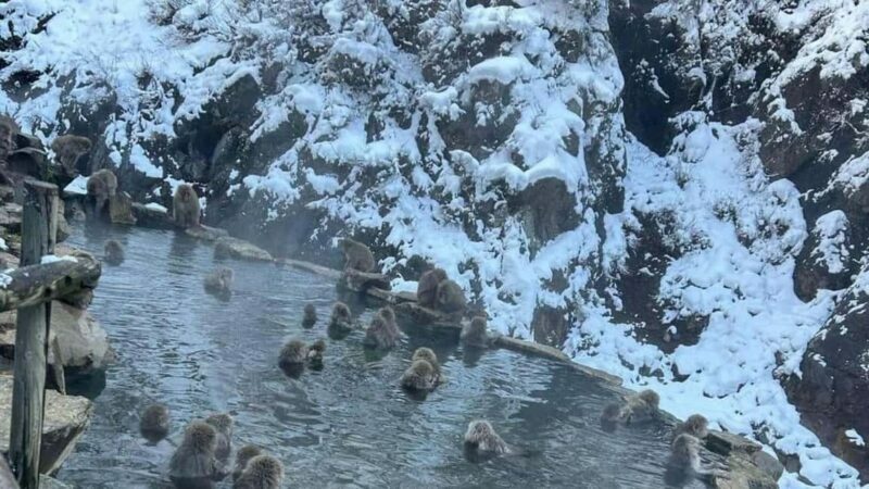 F: Tokyo:Nagano snow monkey/Zenko Ji temple private day tour - The Value of a Private Tour