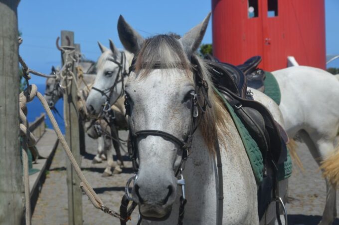 Faial Island: Horseback Riding on Lusitano Trail - Included and Optional Extras