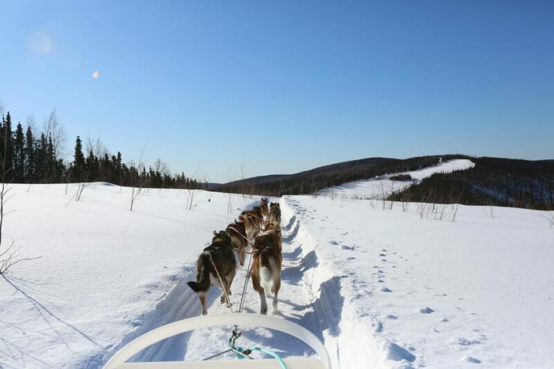 Fairbanks: 1-Hour Alaskan Winter Dog Sledding Adventure - Key Points