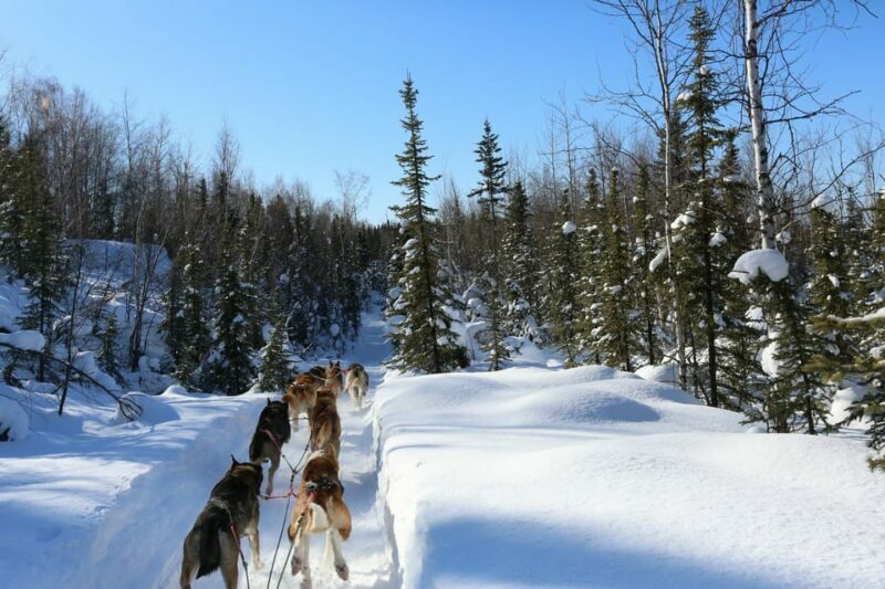 Fairbanks: 1-Hour Alaskan Winter Dog Sledding Adventure - The Itinerary: What to Expect from Start to Finish