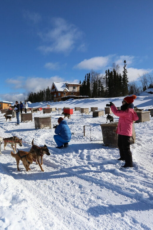 Fairbanks: 1-Hour Alaskan Winter Dog Sledding Adventure - Practical Details and Why They Matter