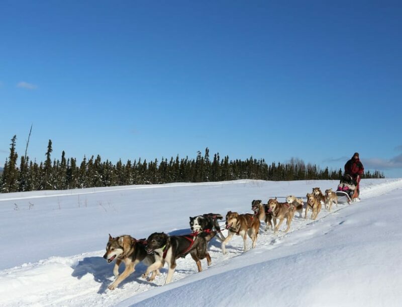 Fairbanks: 1-Hour Alaskan Winter Dog Sledding Adventure - Authenticity and the Human Connection