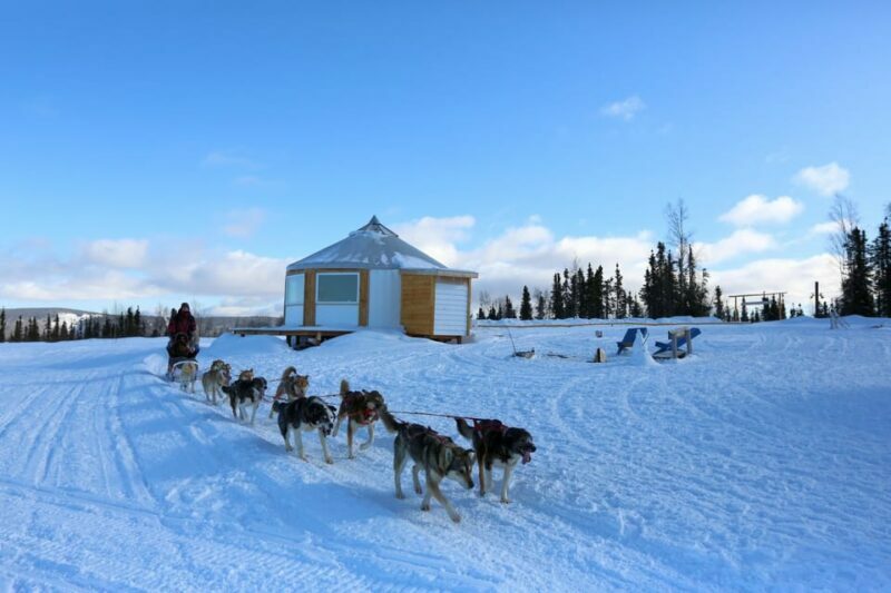 Fairbanks: 1-Hour Alaskan Winter Dog Sledding Adventure - Who Should Consider This Tour?