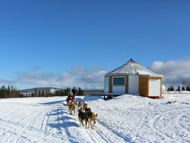 Fairbanks: 1-Hour Alaskan Winter Dog Sledding Adventure - The Sum Up