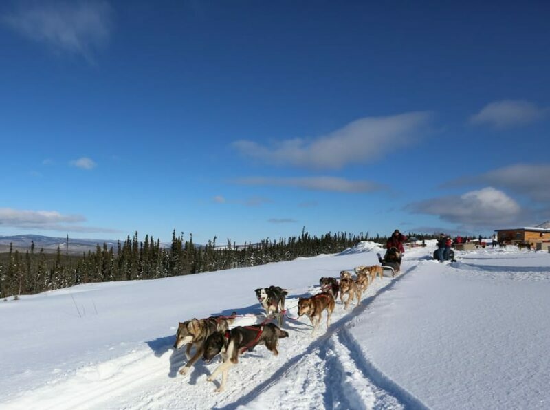 Fairbanks: 1-Hour Alaskan Winter Dog Sledding Adventure - FAQs