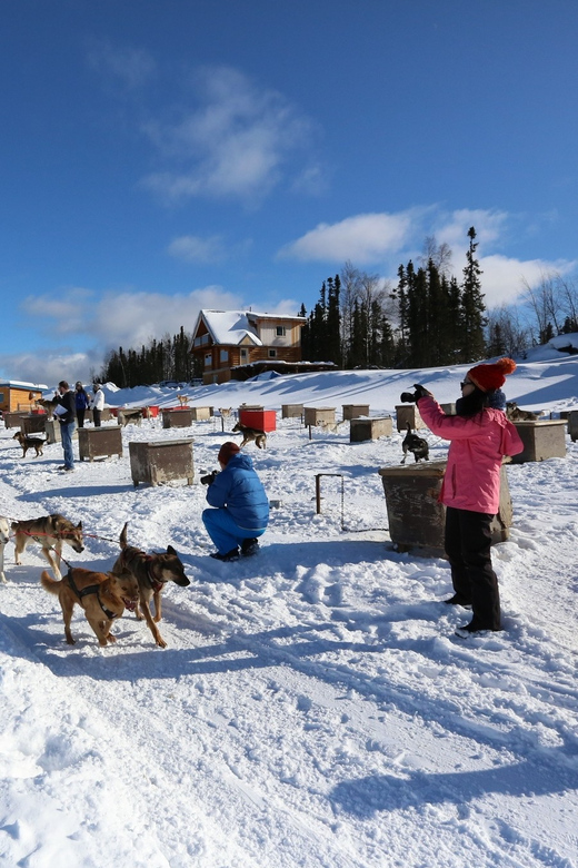 Fairbanks: 1-Hour Alaskan Winter Dog Sledding Adventure - Overview of the Alaskan Winter Experience