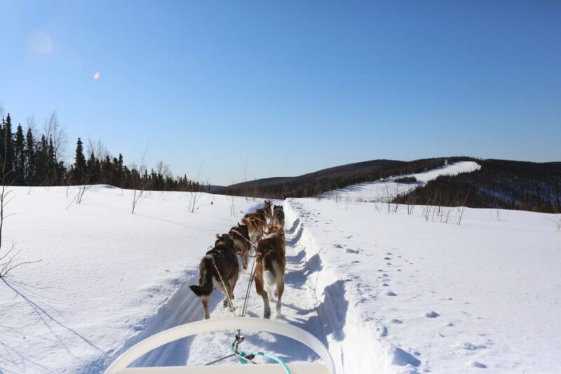 Fairbanks: 1-Hour Alaskan Winter Dog Sledding Adventure - What to Expect During the 1-Hour Ride