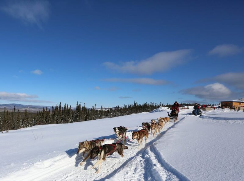 Fairbanks: 1-Hour Alaskan Winter Dog Sledding Adventure - Preparing for the Dog Sledding Activity