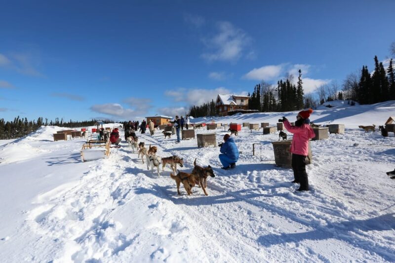 Fairbanks: 1-Hour Alaskan Winter Dog Sledding Adventure - Interacting With the Alaskan Huskies