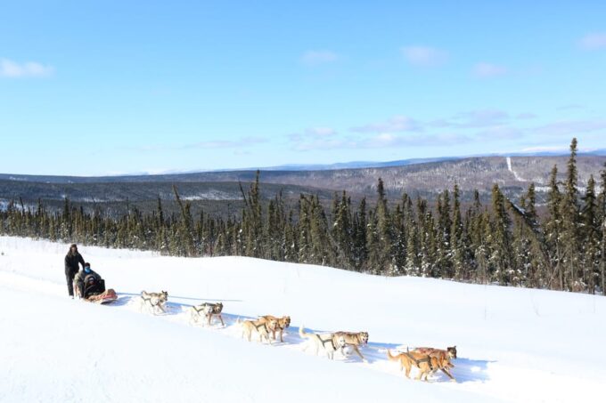 Fairbanks: 1-Hour Alaskan Winter Dog Sledding Adventure - Scenic Views and Photo Opportunities