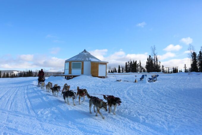 Fairbanks: 1-Hour Alaskan Winter Dog Sledding Adventure - Booking and Participant Information