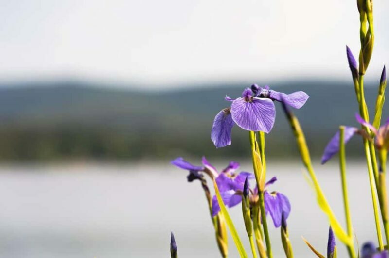 Fairbanks: Beauty of the North - An Authentic Alaskan Day from Fairbanks