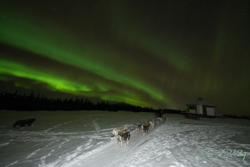 Fairbanks: Moonlight Dog Sled, Dinner & Northern Lights - Highlights of the Experience