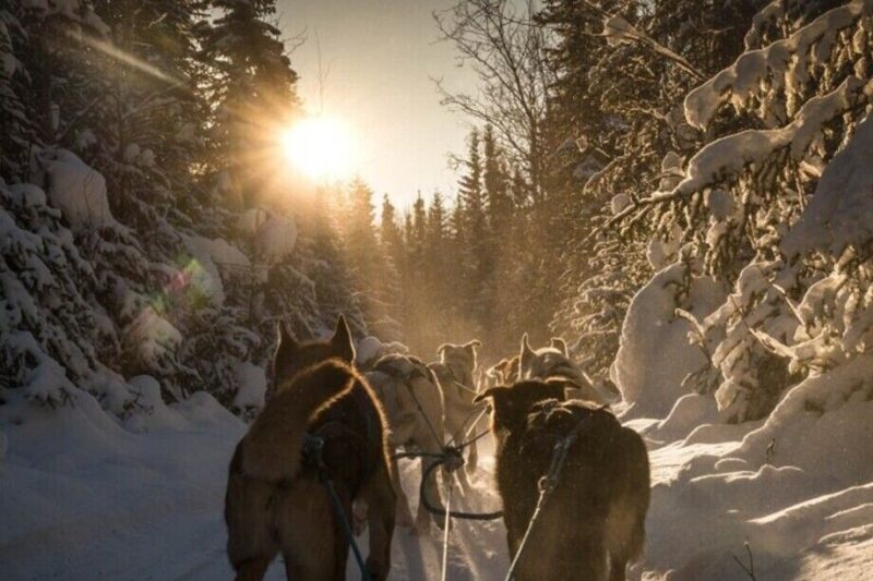 Fairbanks: Mush on the Historic Yukon Quest Trail - Key Points