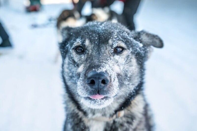 Fairbanks: Mush on the Historic Yukon Quest Trail - Important Information