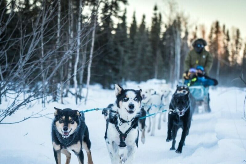 Fairbanks: Private Mush on the Historic Yukon Quest Trail - What to Expect on the Yukon Quest Trail Dog Sled Tour