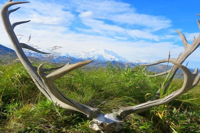 Fairbanks to Denali Shuttle Service - Accommodation Options