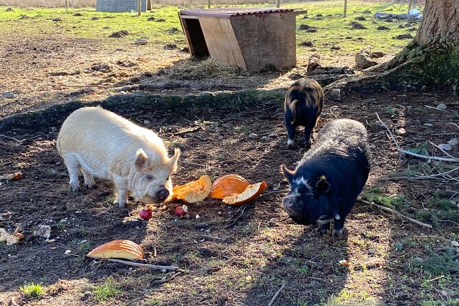Faithful Hands Farm Tour - Lunch Break