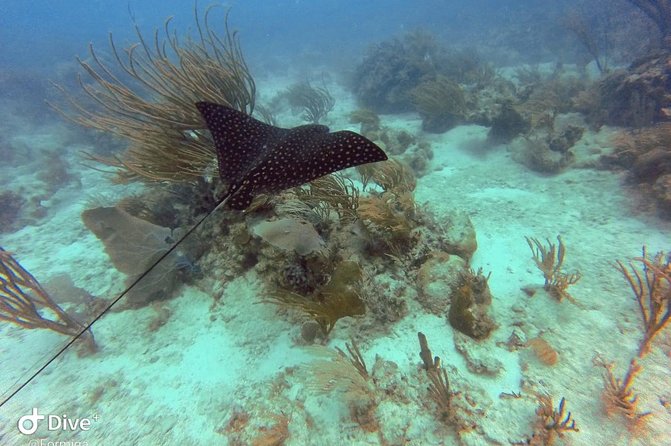Fajardo Afternoon Snorkeling Adventure Tour - Inclusions and Amenities