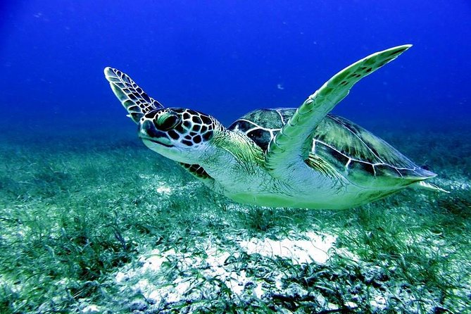 Fajardo Afternoon Snorkeling Adventure Tour - Customer Feedback and Experiences