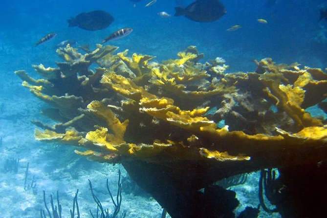 Fajardo Afternoon Snorkeling Adventure Tour - Preparing for the Adventure