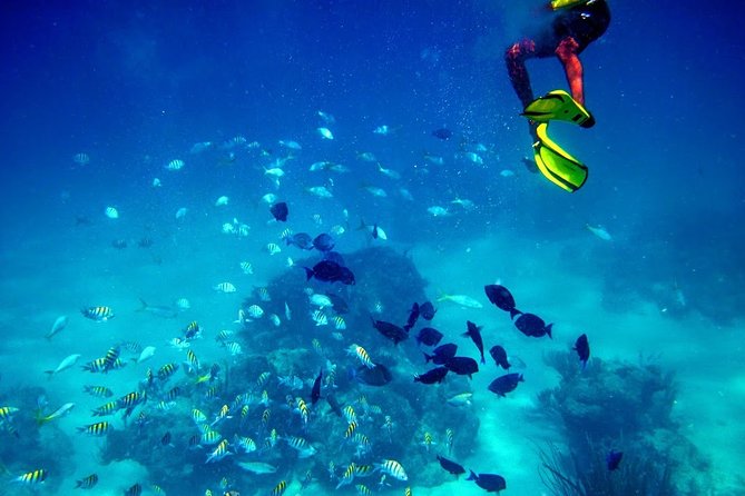 Fajardo Mini Boat Snorkel Safari - Reviews and Feedback