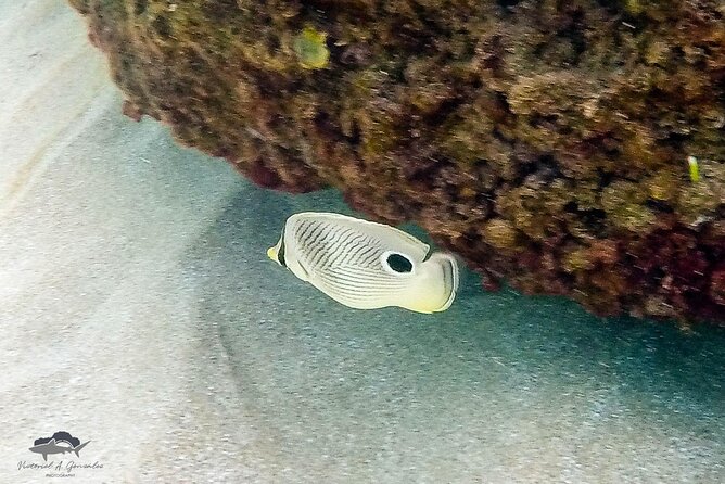 Fajardo, Puerto Rico: Morning Snorkeling Excursion - Customer Feedback