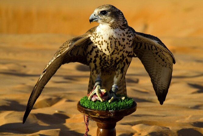 Falcon Hospital Tour Abu Dhabi - Key Points