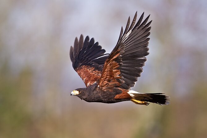 Falconry Experience in Tuscany - Scenic Backdrop of the Crete Senesi