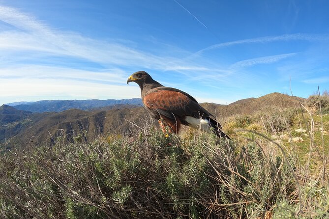 Falconry Experience in Tuscany - Age and Fitness Requirements