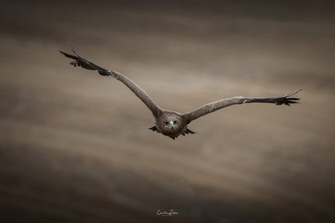 Falconry Experience in Tuscany - Highlights of the Falconry Experience