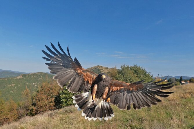 Falconry Experience in Tuscany - Travelers Positive Feedback
