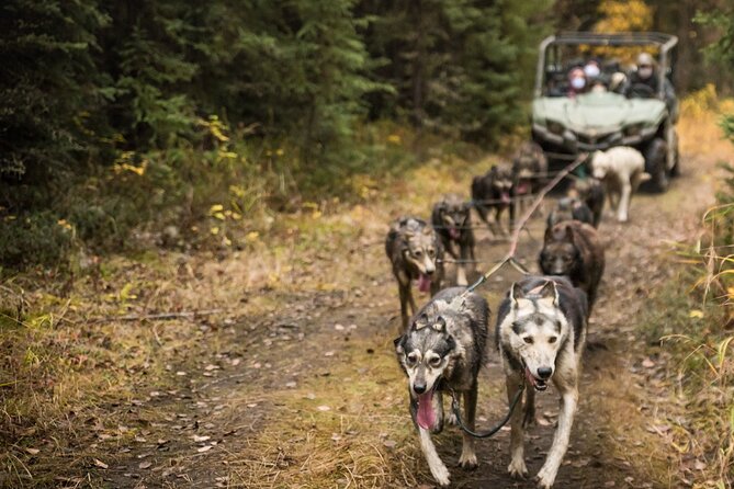 Fall Aurora Mushing Cart Ride Bucket List Adventure - Participation