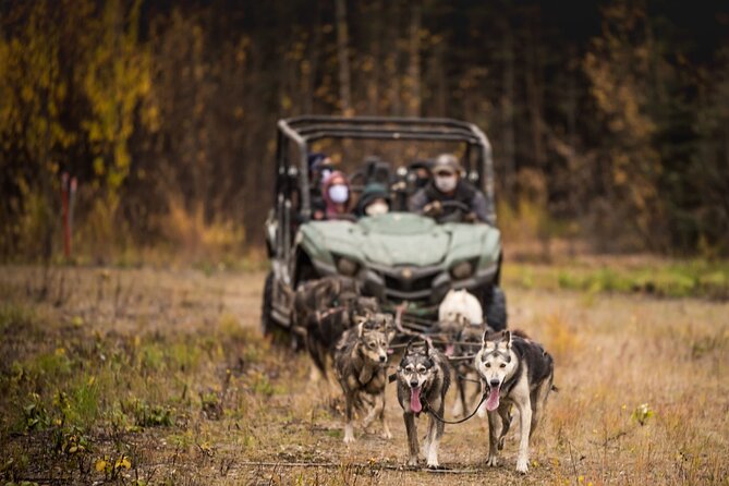 Fall Aurora Mushing Cart Ride Bucket List Adventure - Guest Experiences