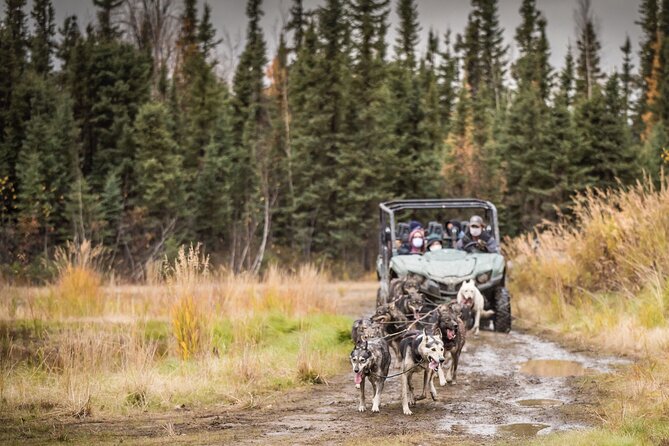 Fall Aurora Mushing Cart Ride Bucket List Adventure - Activity Format