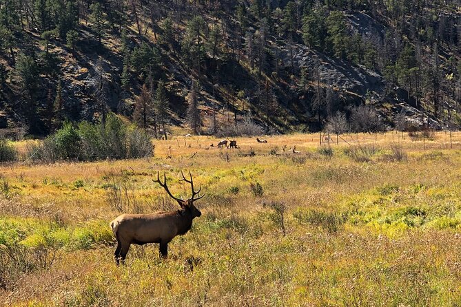 Fall Private Elk Rut Rocky Mountain National Park Tour - Pickup Details