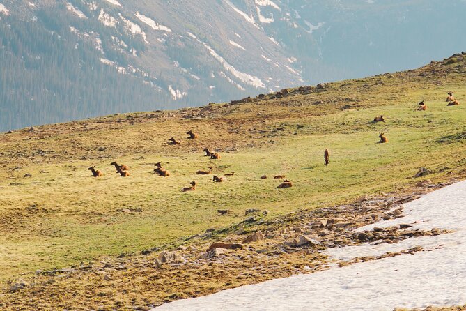 Fall Private Elk Rut Rocky Mountain National Park Tour - Traveler Reviews