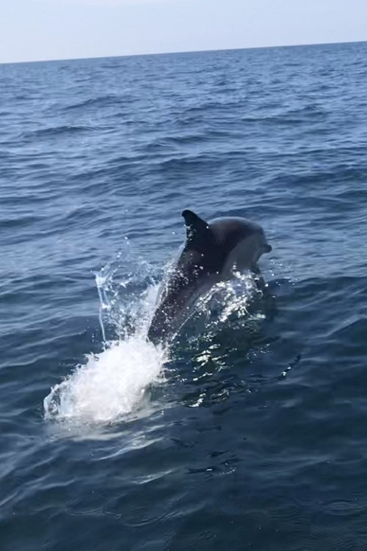 Falmouth: 1/2 Day RIB Tour - Departure and Safety Procedures