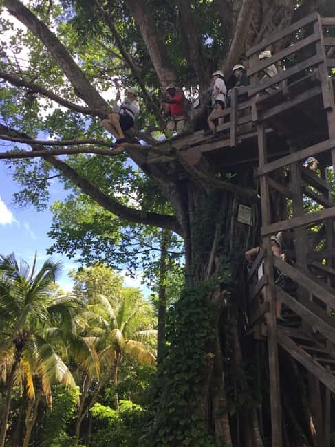 Falmouth: Dunn's River Falls, Blue Hole, and Zipline Tour - Key Points